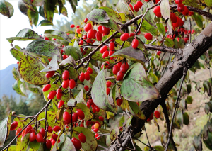 阳城山茱萸