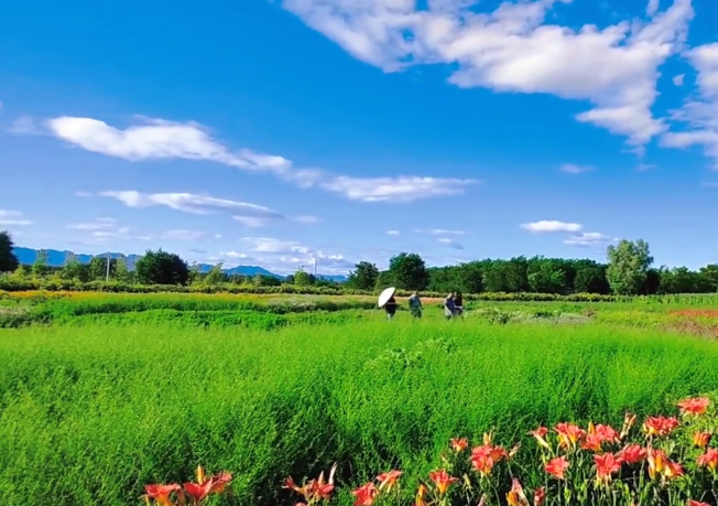 农旅融合发展模式一：花开了！影像直播基地