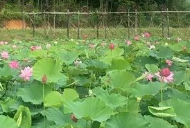 永泰县“三示范”引领休闲农业跨越发展