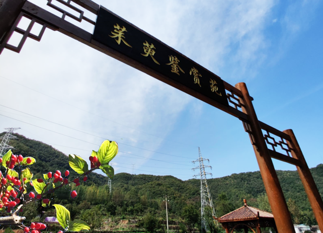 阳城山茱萸药食同源，撑起富民一片天，市场未来可期